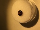 Zirkon mørk rød 1,45 ct og 6,6 i diameter thumbnail