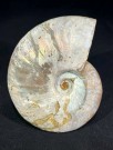Ammonitt ( blekksprut ) type Cleoniceras thumbnail