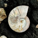 Ammonitt ( blekksprut ) type Cleoniceras thumbnail