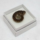 Fossil Ammonitt thumbnail