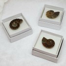 Fossil Ammonitt thumbnail