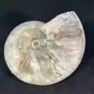 Ammonitt ( blekksprut ) type Cleoniceras thumbnail